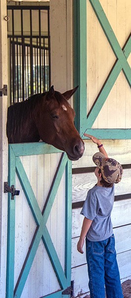 Horse Ranches for Sale in Florida: A Landowner's Guide