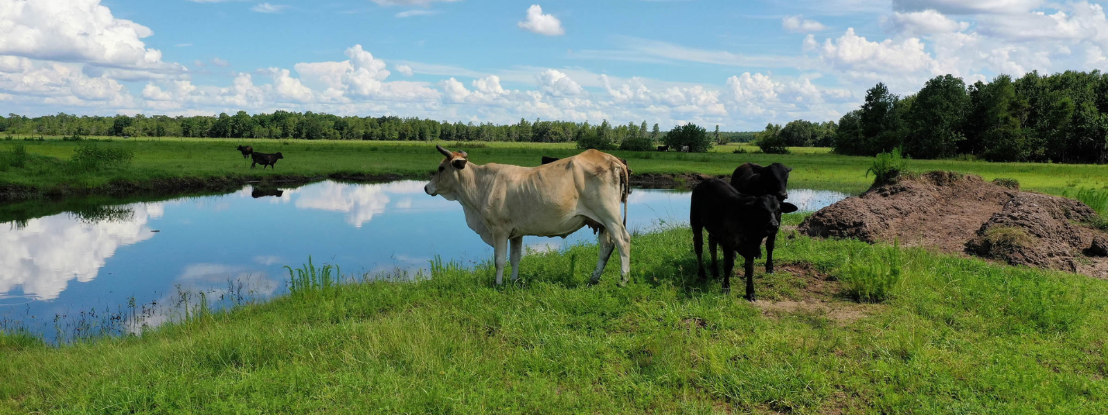 cattle on a ranch in florida