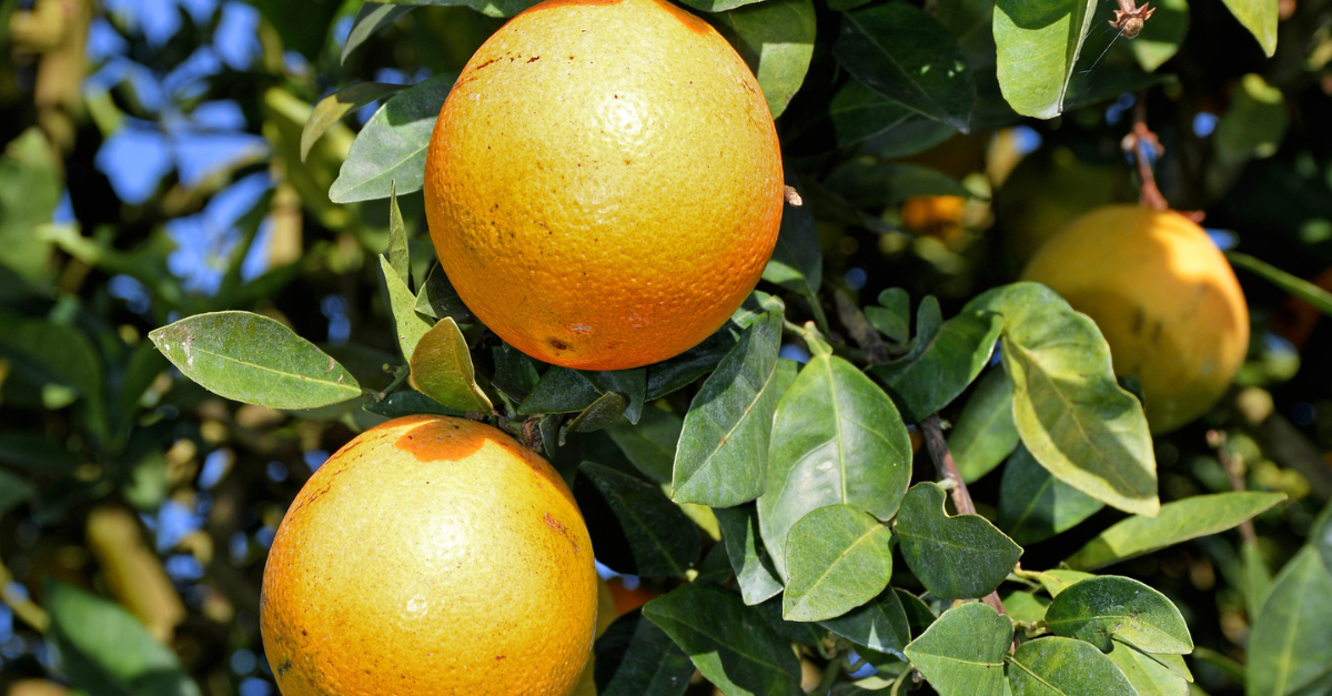 History Of Florida's Citrus Industry And Future Predictions